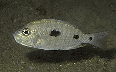 Copadichromis chizumuluensis 'Chizumulu Island'